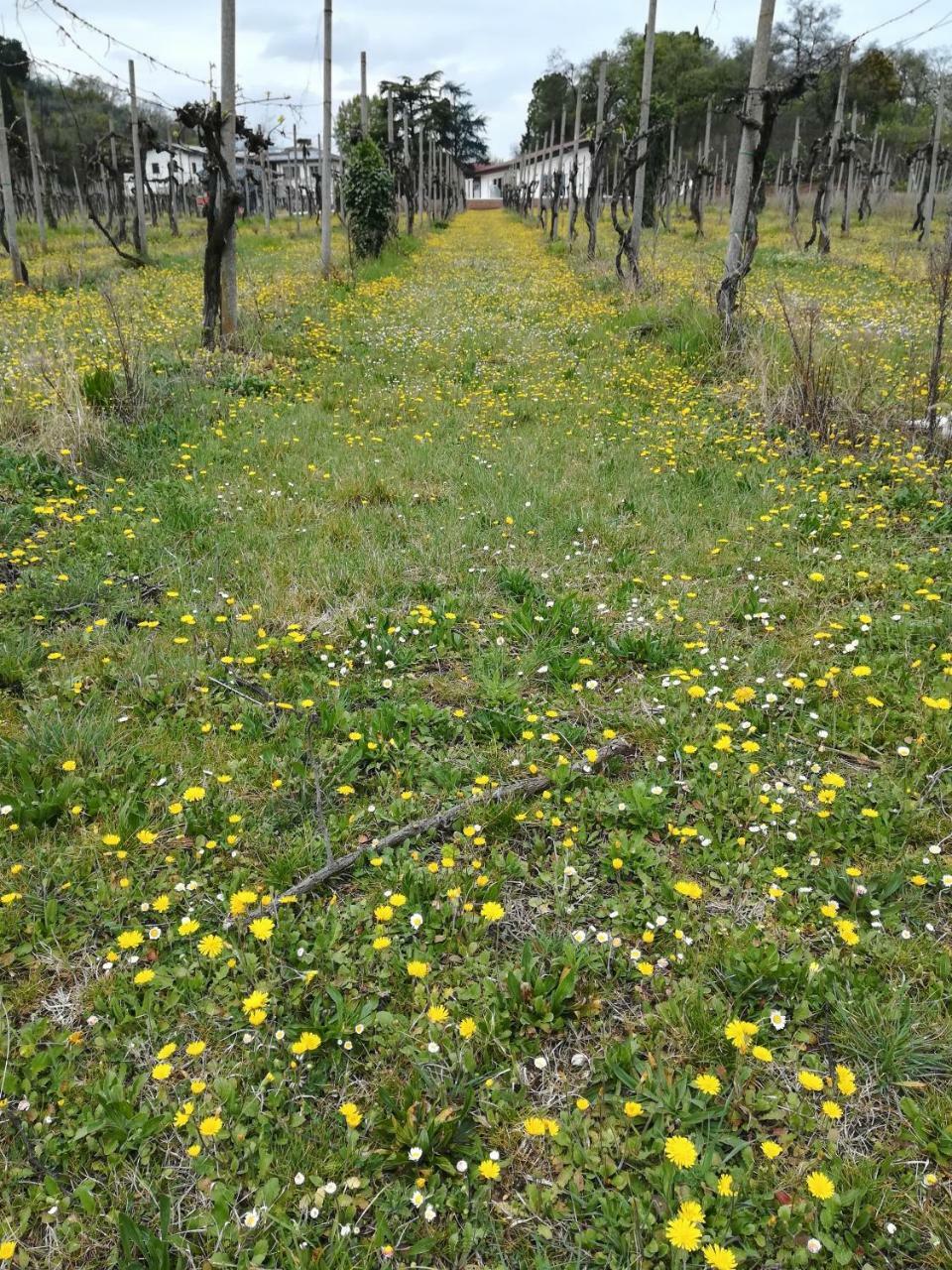 Agriturismo il Rovere Lonato Esterno foto