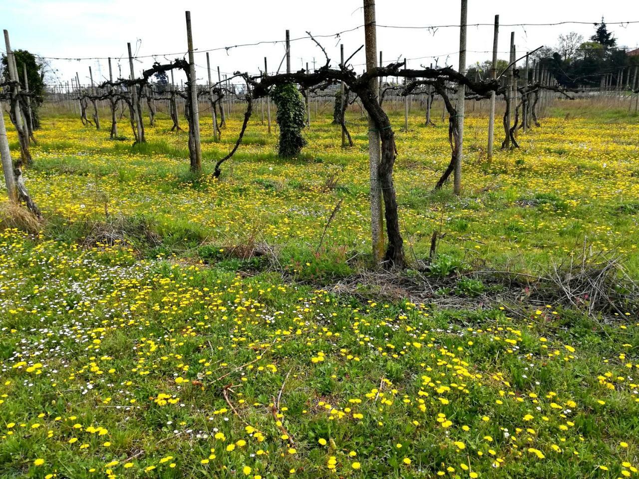 Agriturismo il Rovere Lonato Esterno foto